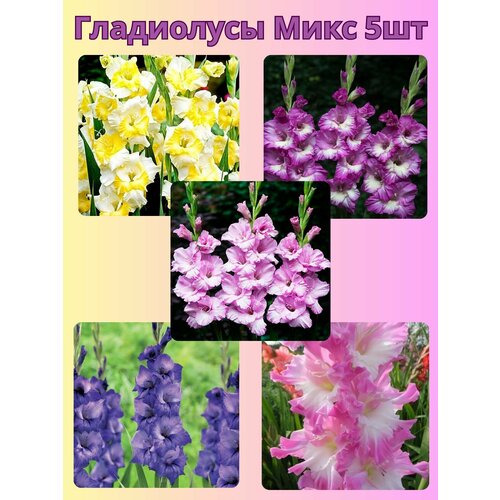 ���������� ��������� ���������������, �������� ���������� ���� 1