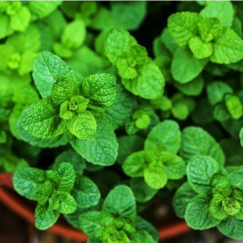 ���������� ���� ������������ ���� ����, �������� �������������� ����������� �����������, ��� ������������� ������ �������� ������� ������ ������, 5 �����