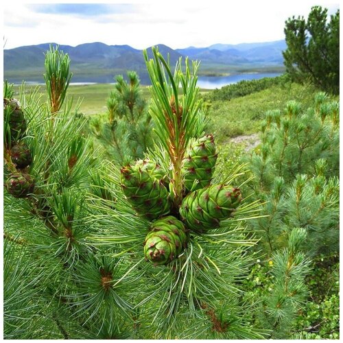 ���������� ������ ������ �������� ������� 30 ��, ����� �����������