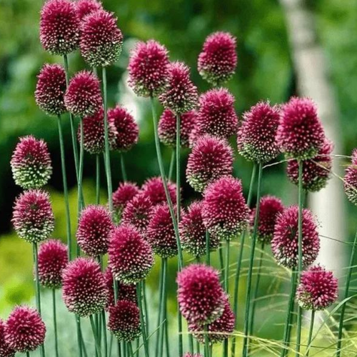 ���������� �������� ������ SPHAEROCEPHALON ( 10 �� )