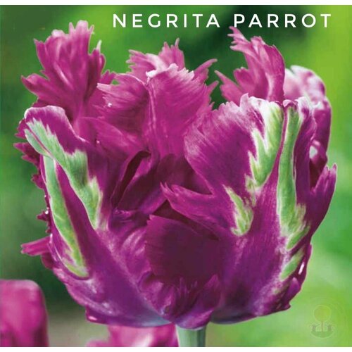   ,   Negrita Parrot (4 )   , -, 