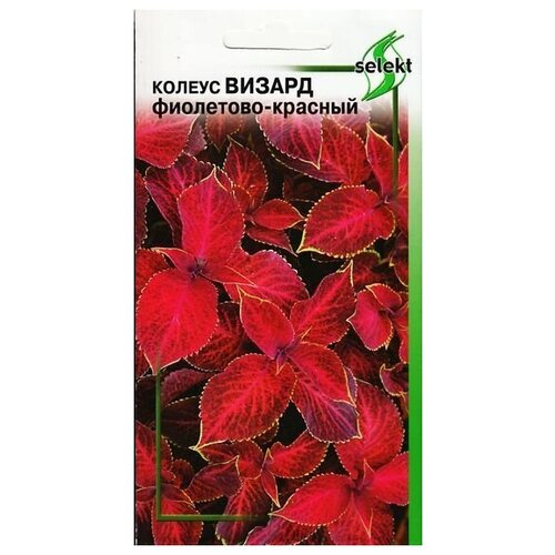 ���������� ������ ������, ���������-�������, 15 �����