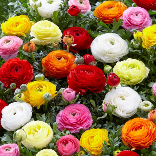 ���������� �������� ������ , ������ , �������� ���������� MIX ( 10 �� )