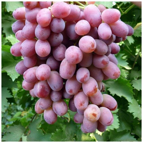 ���������� ������ ������ �������� ������� ������ ������ 10 ��.