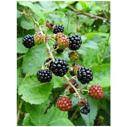    (Rubus vulgaris), 20    , -, 