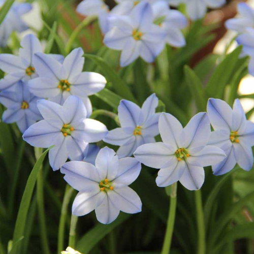 Ipheion Uniflorum Rolf(10 )   , -, 