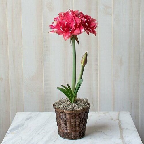 ���������� ����������� ���� ����, Hippeastrum Double Dream, ������� �����, ������