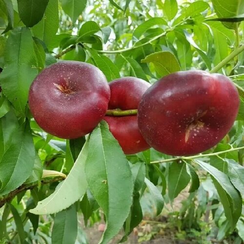 ���������� ������ ������ �������� �������� 5 ��.