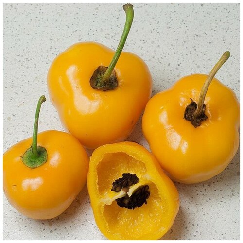 ���������� ������ ������ ����� ������ Rocoto Yellow 5 ��