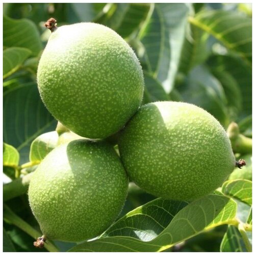 ���������� ������ ������ ������� ���� ����� 5 ��.