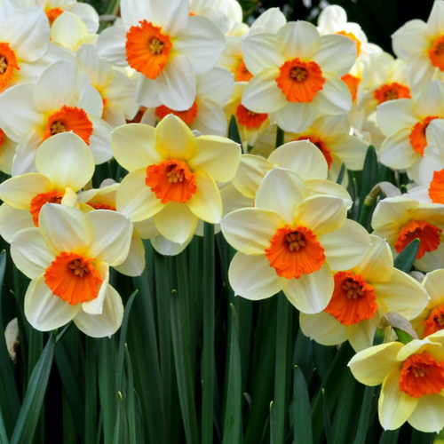 ���������� ������� SEMPLRE AVANTI (3 ��������)