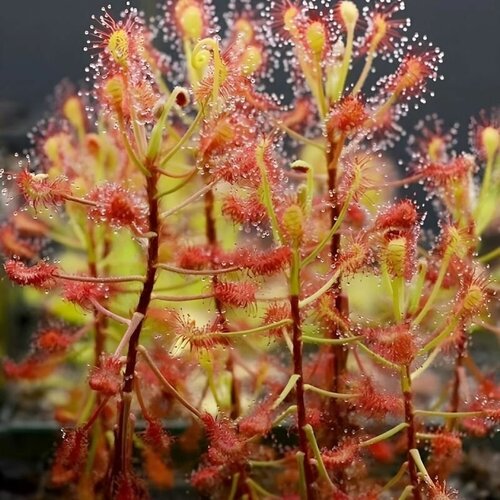 ���������� ������ ��������� �������, Drosera Madagascariensis 10+ ��, ������ ��������, ��������� ���