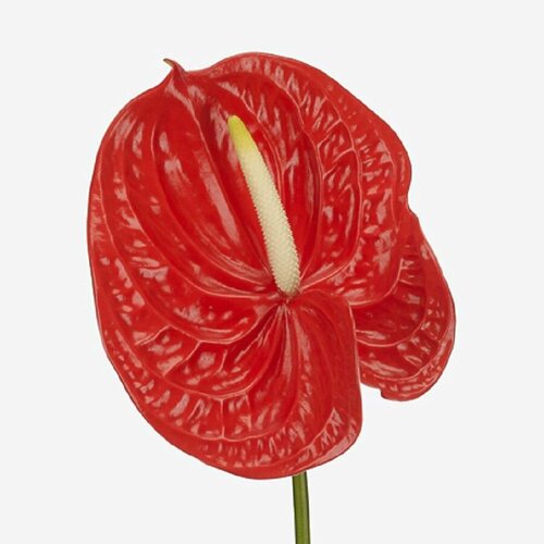   , Anthurium Naranja, 