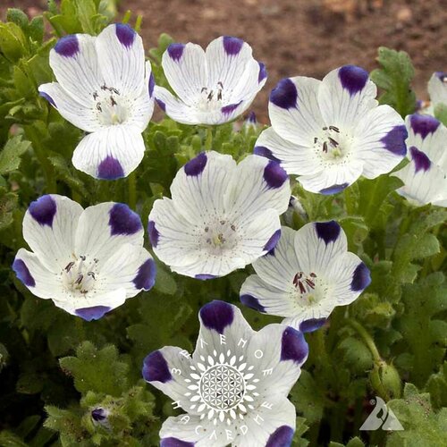     (. Nemophila maculata) 35   Green Legacy