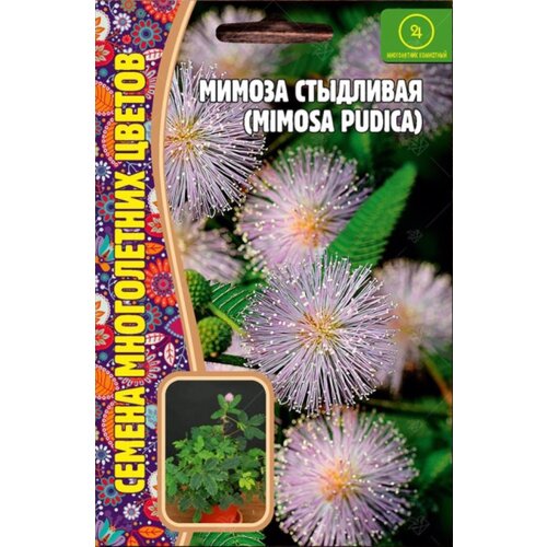    (Mimosa pudica) (20 )   , -, 