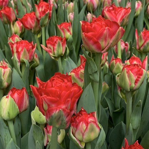 ���������� �������� �������� POMPLONA ( 10 �� )