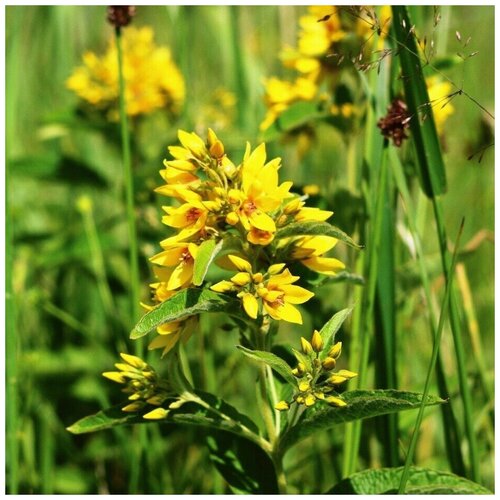 ���������� ������ ������ ��������� ������������ 50 ��