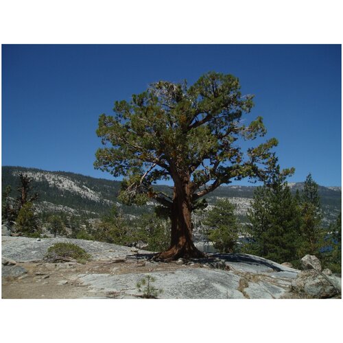   (. Juniperus occidentalis)  5    25   , -, 