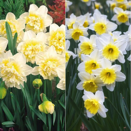 ���������� TWIN ������� ICE KING 3 ��\������� ICE FOLLIES 3 ��(6 �������)