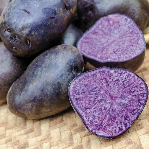 C ( !)   (Purple Explosion) / Seeds And Goods /   zip-lock   30    , -, 