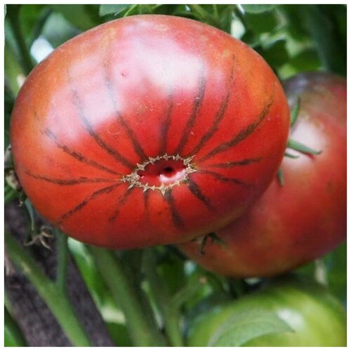 ���������� ������ ������ ����� ���� �������� ����� 10 ��.