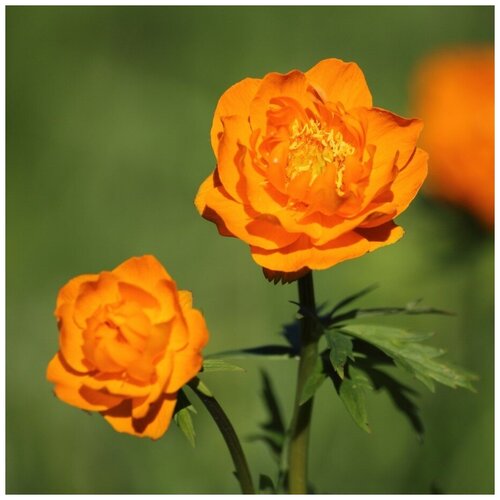 ���������� ������ ������ ���������� ��������� 30 ��.