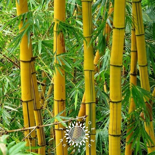 ���������� ������ ������ ����������� (���. Bambusa Arundinacea) 25�� �� Green Legacy