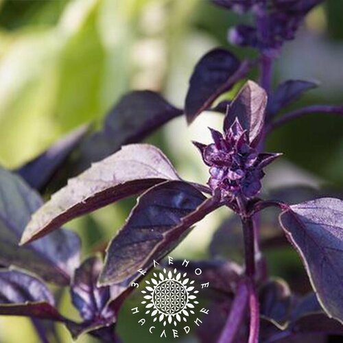     -   (. Ocimum sanctum Krishna Tulsi) 100 