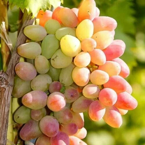 ���������� �������� �������