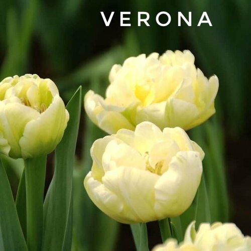 ���������� �������� ����������� , �������� ���� Verona �������� (4 �����)