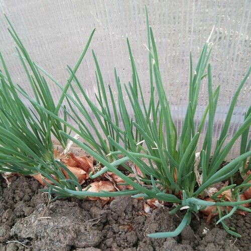 ���������� ��� ����� ����������, �������� �������� ���, 5-6 ������� ��������� �� �����, ������ ���� ����������� ��������, 50 �����