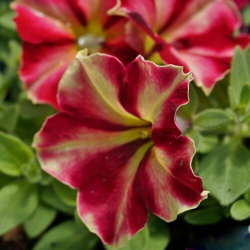 ���������� ������� �������������� F1 �������� ��������� �����, ��������� ��������� ���������� ���������� ������ � ������� ������������� ����������, 5 �����