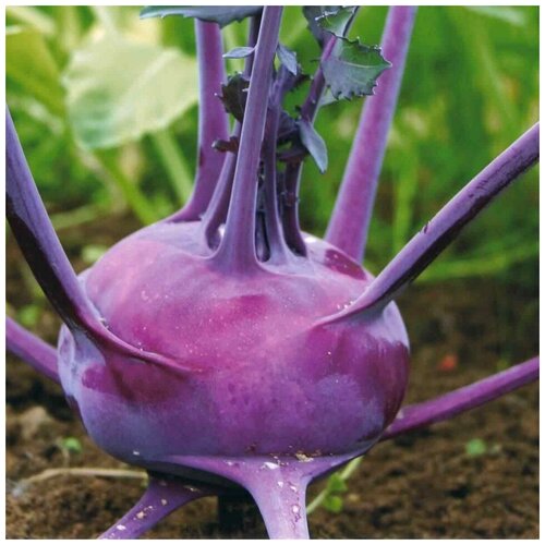 ���������� ������ ������ ������� �������� �������� 30 ��.