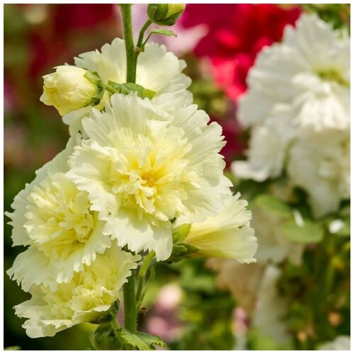 ���������� ������ ������ ����-���� ������ �������� ������ 13 ��.