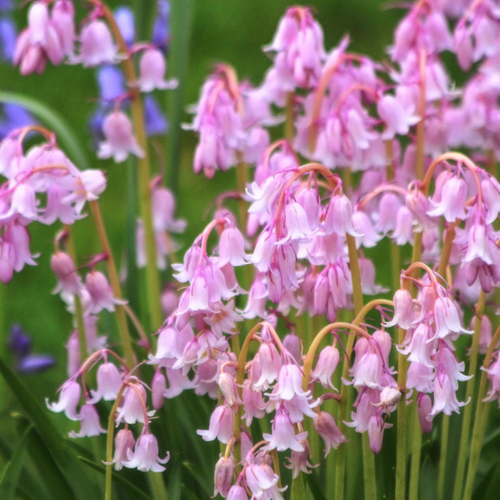 ���������� �������� ������, bulbs servise, ������������ ������� ( 10 ����)