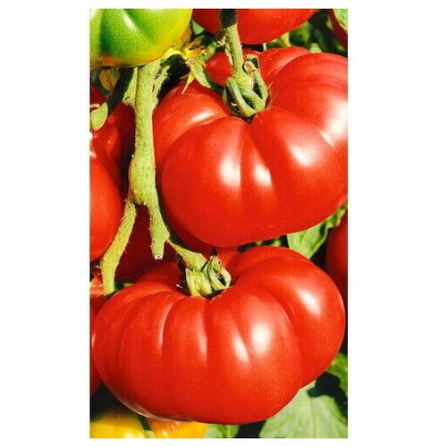 ���������� ������ ����� ������� ����� 20�� (��������� ������) ���������