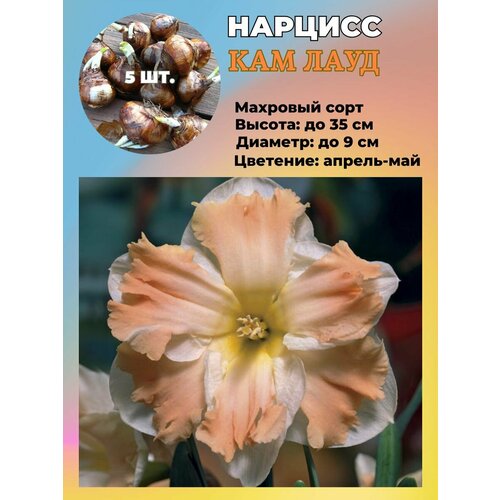 ���������� ������� ��������, �������� 5 ����