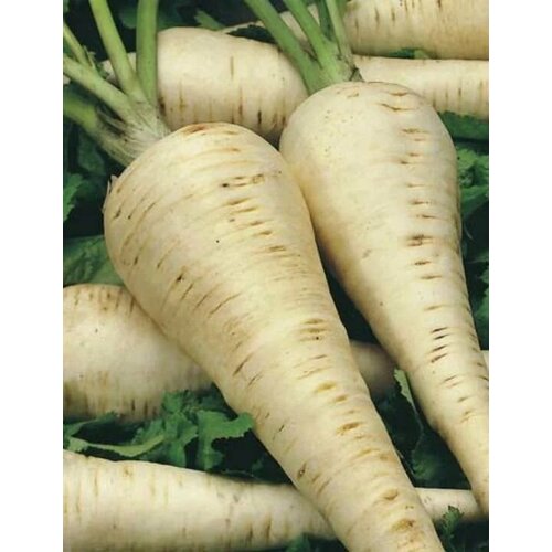 ���������� ������ ���������� 