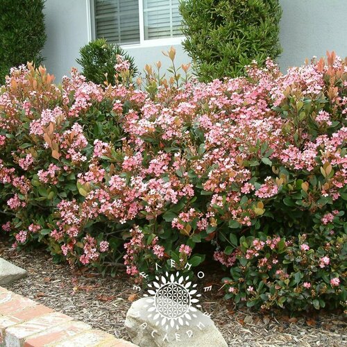 ���������� ������ ���������� ��������� (���. Rhaphiolepis indica) 15�� �� Green Legacy