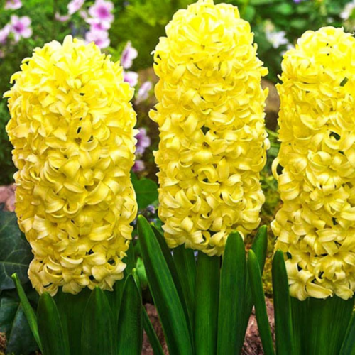 ���������� ������� ������ (2 ��.)