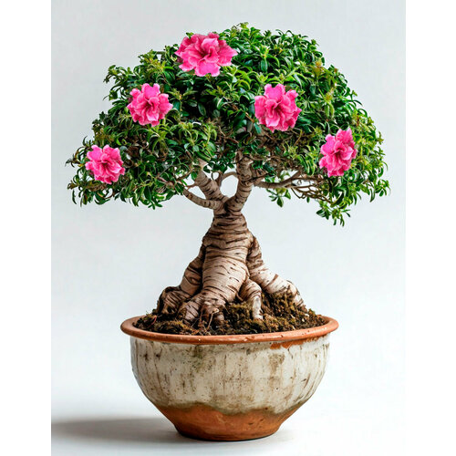 ���������� ������ �� ��������� 