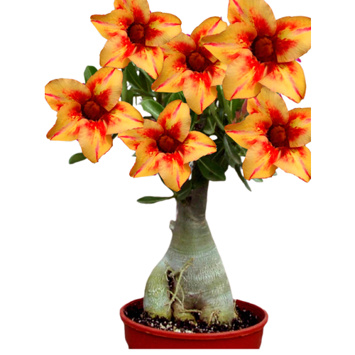 ���������� ������������ ������ ������� ������� ������ 3 ��.