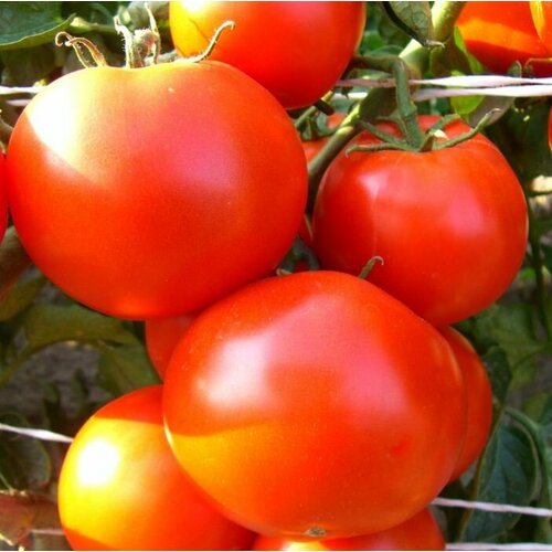 ���������� ������ ����� ����������