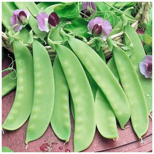 ���������� ������ ������ ����� �������� ������ �������� 25 ��.