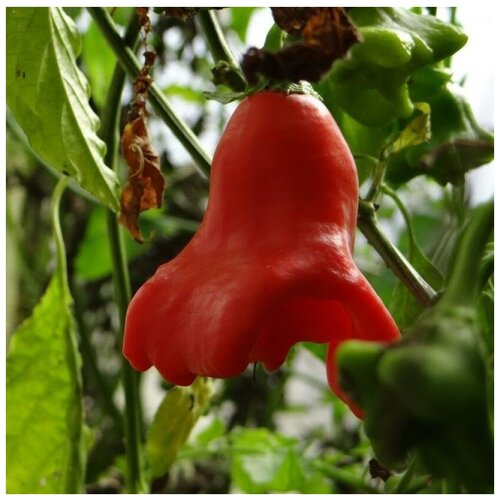 ���������� ������ ������ ����� ������ ����������� ������� 5 ��.