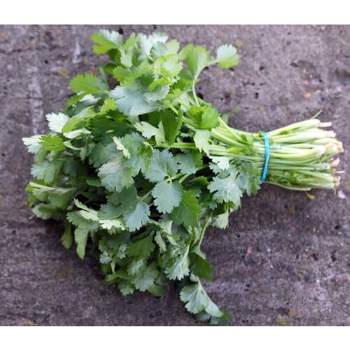 ���������� �������� ����