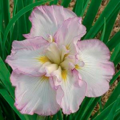 ���������� ���� ���������� ���� �� ������