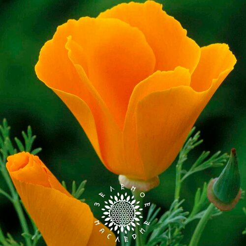    (. Eschscholzia californica) 100   , -, 