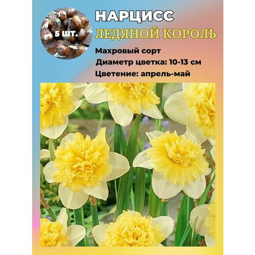 ���������� ������� ��������, �������� 5 ����