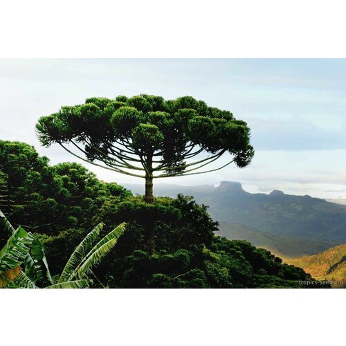   (. Araucaria angustifolia)  1   , -, 